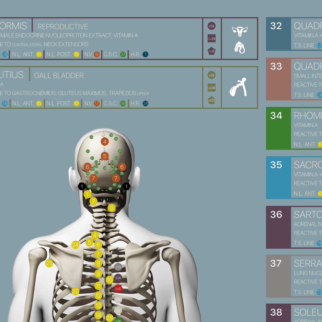 Applied Kinesiology Chart, set of 3 » educare.design