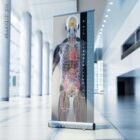 Innere Organe und das endokrine System