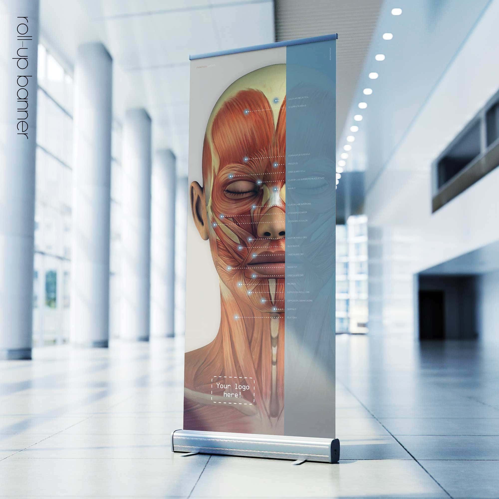 Craniofacial Muscles. Anatomy and physiology artwork from educare.design