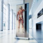 Fibromyalgia; Tender Points & Symptoms. Anatomy and physiology artwork from educare.design