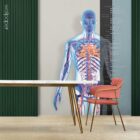 Cardiovascular System anatomy chart for clinics