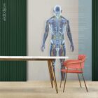 Circulatory and Nerves Systems anatomy chart for clinics