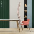 Vertebral Column anatomy chart for clinics