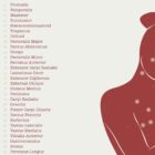 Abstract Anterior Muscular System anatomy chart for clinics