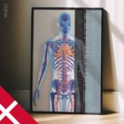 Kardiovaskulært System anatomidiagram til klinikker