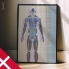 Kredsløbs- og Nervesystemet anatomidiagram til klinikker
