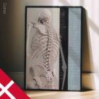 Wirbelsäulenbewegung und kontrollierte Physiologie. Bildungsdesign im Gesundheitswesen von educare.design