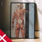 Fibromyalgia; Tender Points & Symptoms. Anatomy and physiology artwork from educare.design