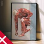 Anatomidiagram over Almindelige Muskel- og Skeletskader og Lidelser anatomidiagram til klinikker
