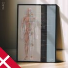 Lymphatic System, anatomy and physiology artwork from educare.design
