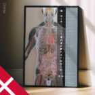 Innere Organe und das endokrine System