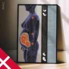 Pregnancy & Postural Changes