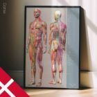 Sclerotomes Pain Map. Anatomy and physiology artwork from educare.design