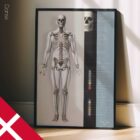 Skeletal System poster. Anatomy and physiology artwork from educare.design