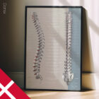 Spinalnervers Funktion anatomidiagram til klinikker