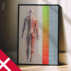 Behandlingsplan (Vejen til Bedring) anatomidiagram til klinikker