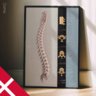 Rygsøjlen anatomidiagram til klinikker
