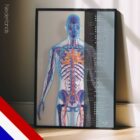 Cardiovasculair Systeem anatomisch diagram voor praktijken en klinieken