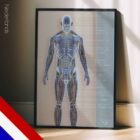 Bloedsomloop- en Zenuwstelsel anatomisch diagram voor praktijken en klinieken