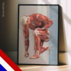 Anatomiediagram van Veelvoorkomende Musculoskeletale Blessures en Aandoeningen anatomisch diagram voor praktijken en klinieken