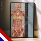 Voedingsenergie-Reflexpunten (NERP) anatomisch diagram voor praktijken en klinieken