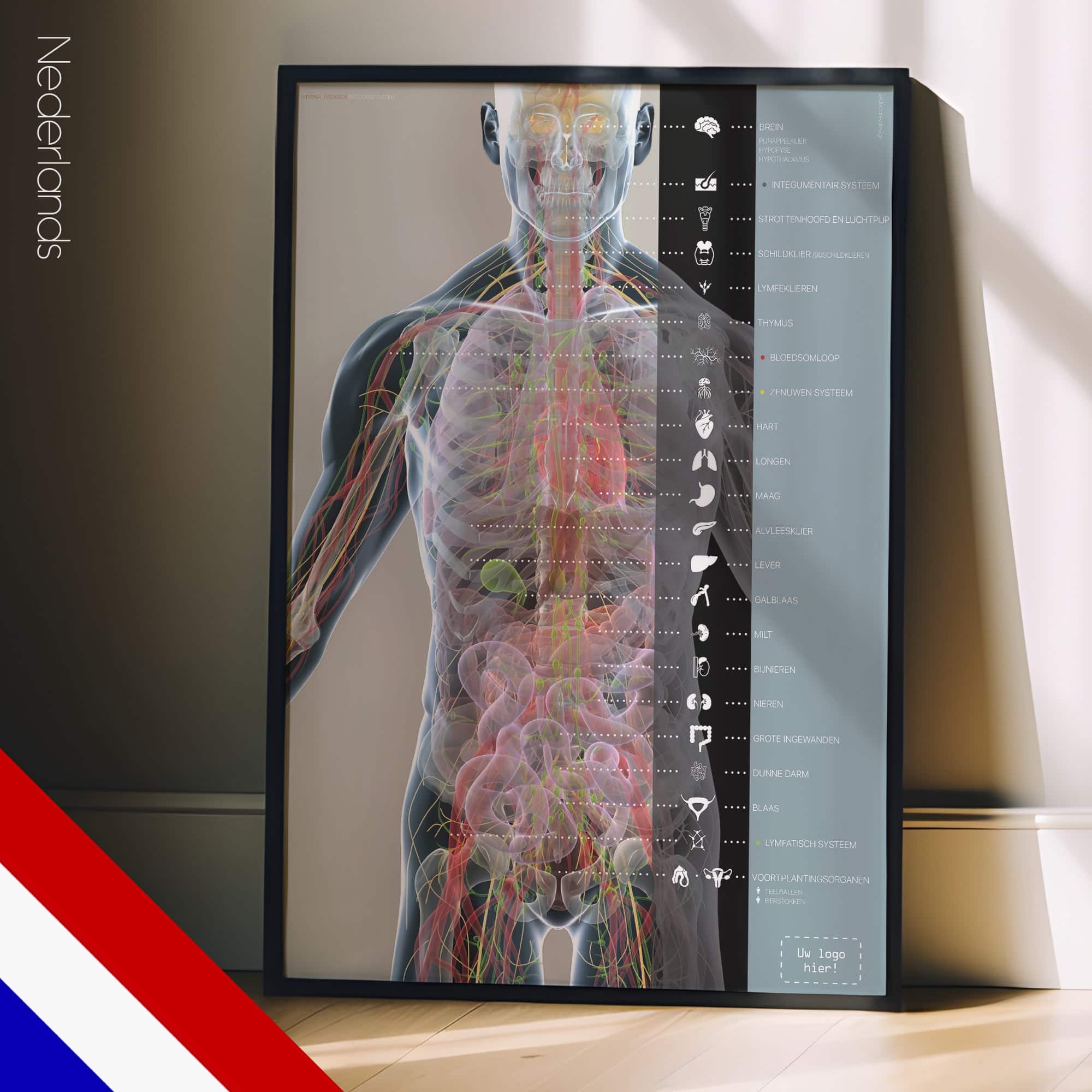 Organen en Endocriene Systeem