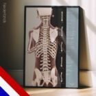 Houdingsanalyse & Scoliose anatomisch diagram voor praktijken en klinieken