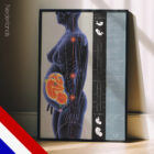 Zwangerschap en Houdingsveranderingen