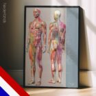 Sclerotomen Pijnkaart