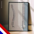 Functie van de Spinale Zenuwen anatomisch diagram voor praktijken en klinieken