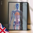 Cardiovascular System anatomy chart for clinics