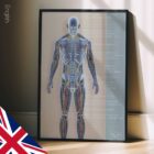 Circulatory and Nerves Systems anatomy chart for clinics