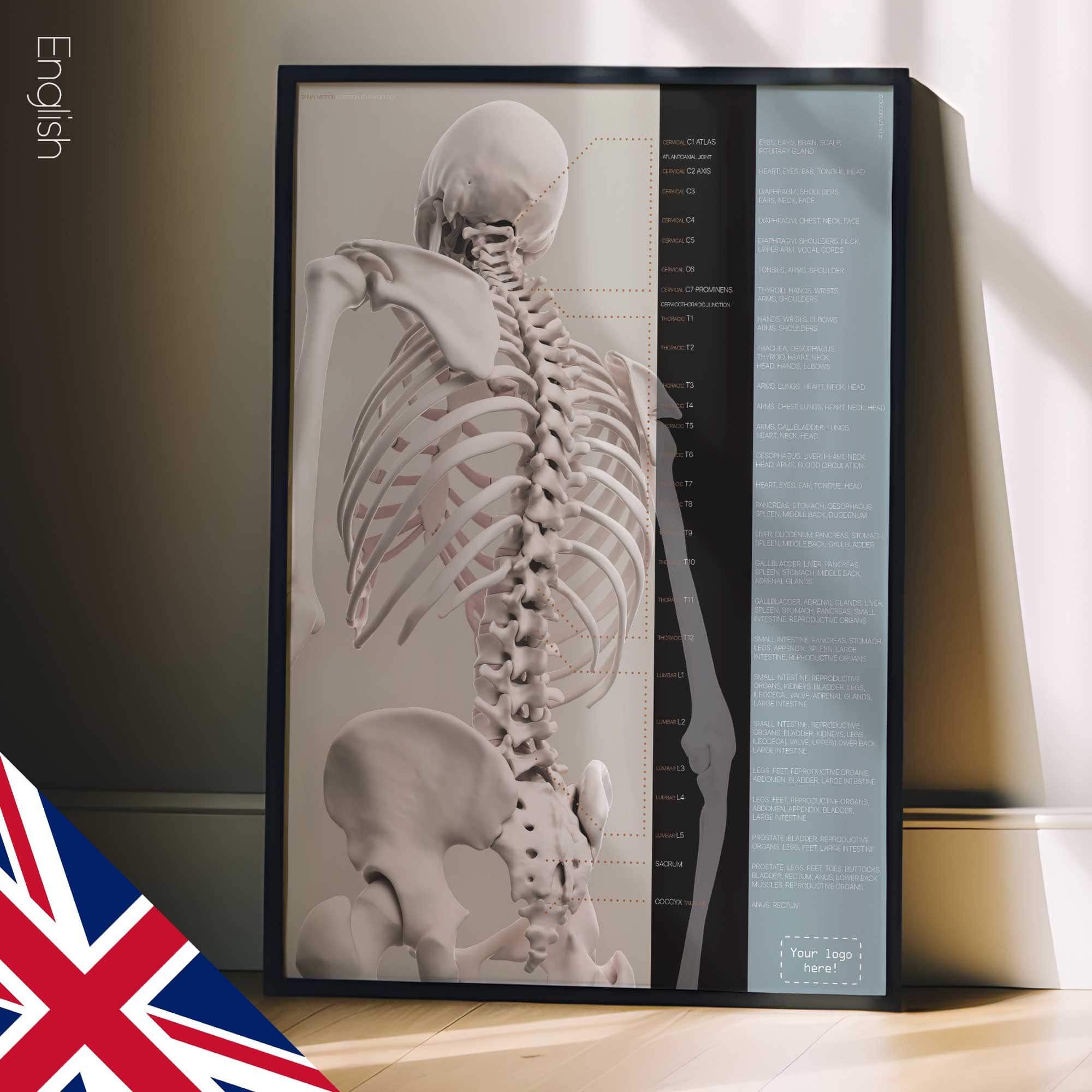 Wirbelsäulenbewegung und kontrollierte Physiologie. Bildungsdesign im Gesundheitswesen von educare.design