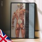 Fibromyalgia; Tender Points & Symptoms. Anatomy and physiology artwork from educare.design