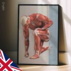 Common Musculoskeletal Injuries and Disorders anatomy chart for clinics