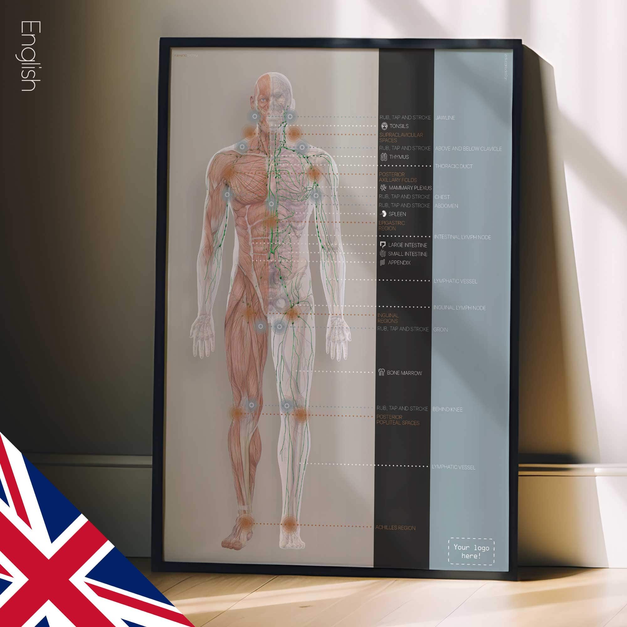 Lymphatic System, anatomy and physiology artwork from educare.design