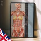 Nutritional Energy Reflex Points (NERP) anatomy chart for clinics
