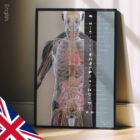 Innere Organe und das endokrine System