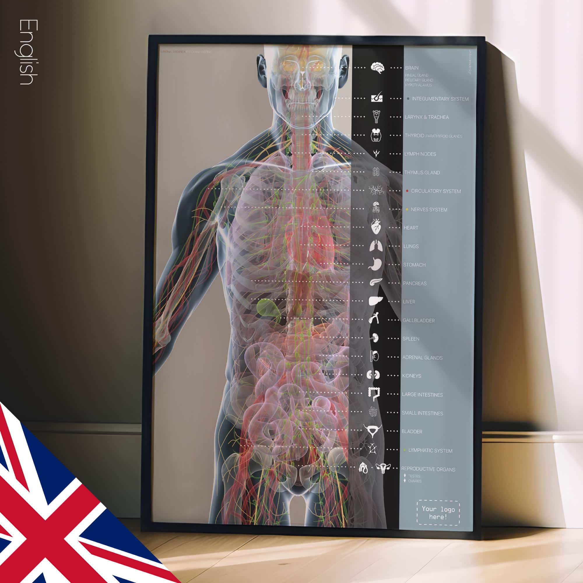 Innere Organe und das endokrine System