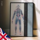 Arthrose. Dessin d'anatomie et de physiologie d'educare.design