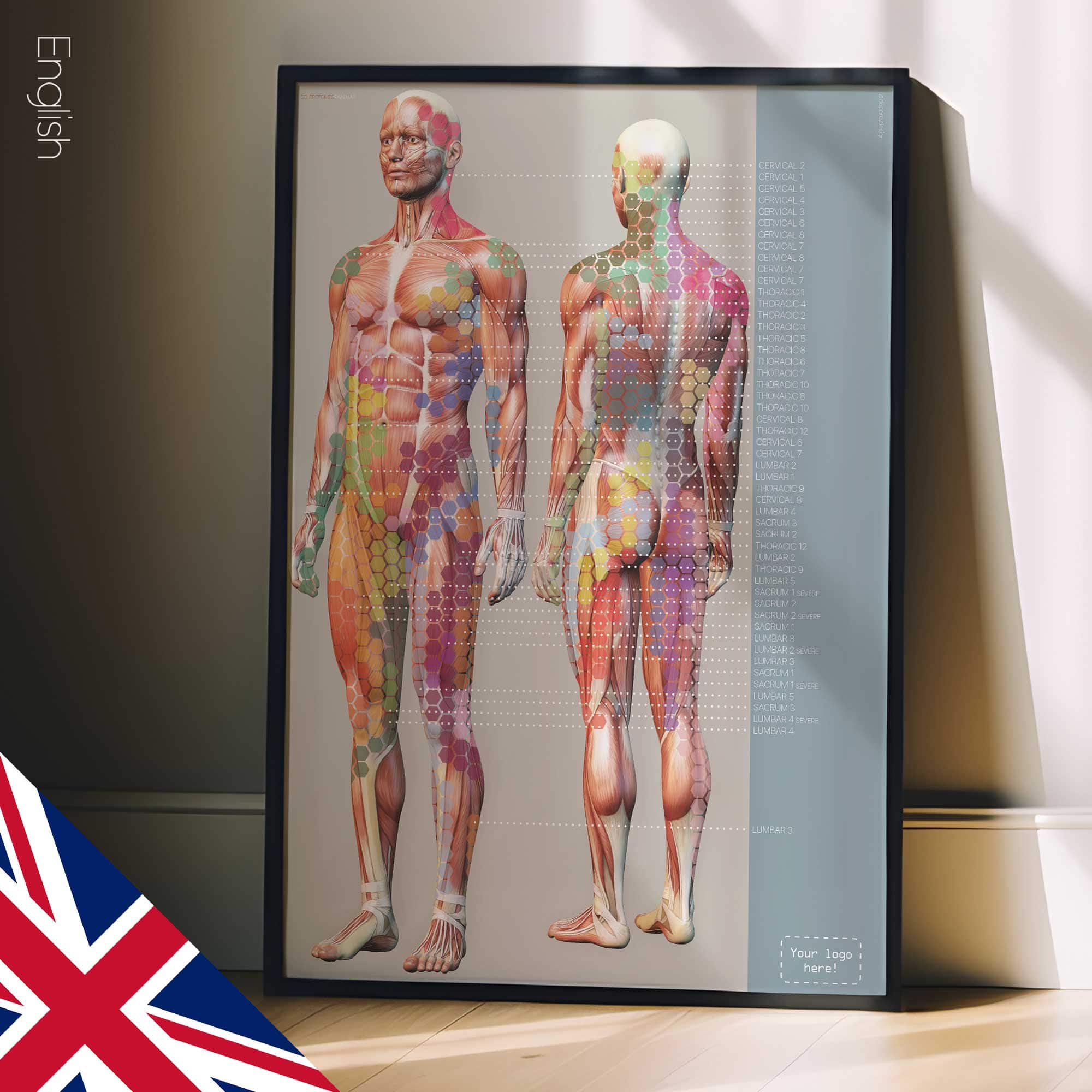 Sclerotomes Pain Map. Anatomy and physiology artwork from educare.design