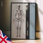 Skeletal System poster. Anatomy and physiology artwork from educare.design