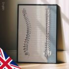 Spinal Nerves Function anatomy chart for clinics