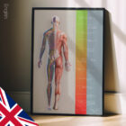 Treatment Plan (Road-to-Recovery) anatomy chart for clinics