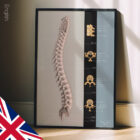 Vertebral Column anatomy chart for clinics