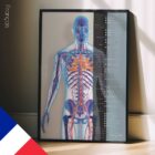 Système Cardiovasculaire planche anatomique pour cabinets et cliniques