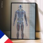 Systèmes Circulatoire et Nerveux planche anatomique pour cabinets et cliniques