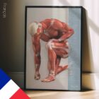 Lésions et Troubles Musculosquelettiques Courants planche anatomique pour cabinets et cliniques