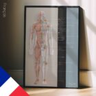 Lymphatic System, anatomy and physiology artwork from educare.design