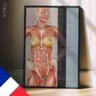 Points Réflexes Énergétiques Nutritionnels planche anatomique pour cabinets et cliniques